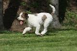 LAGOTTO 027